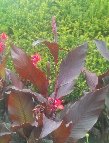 Paciorecznik canna red